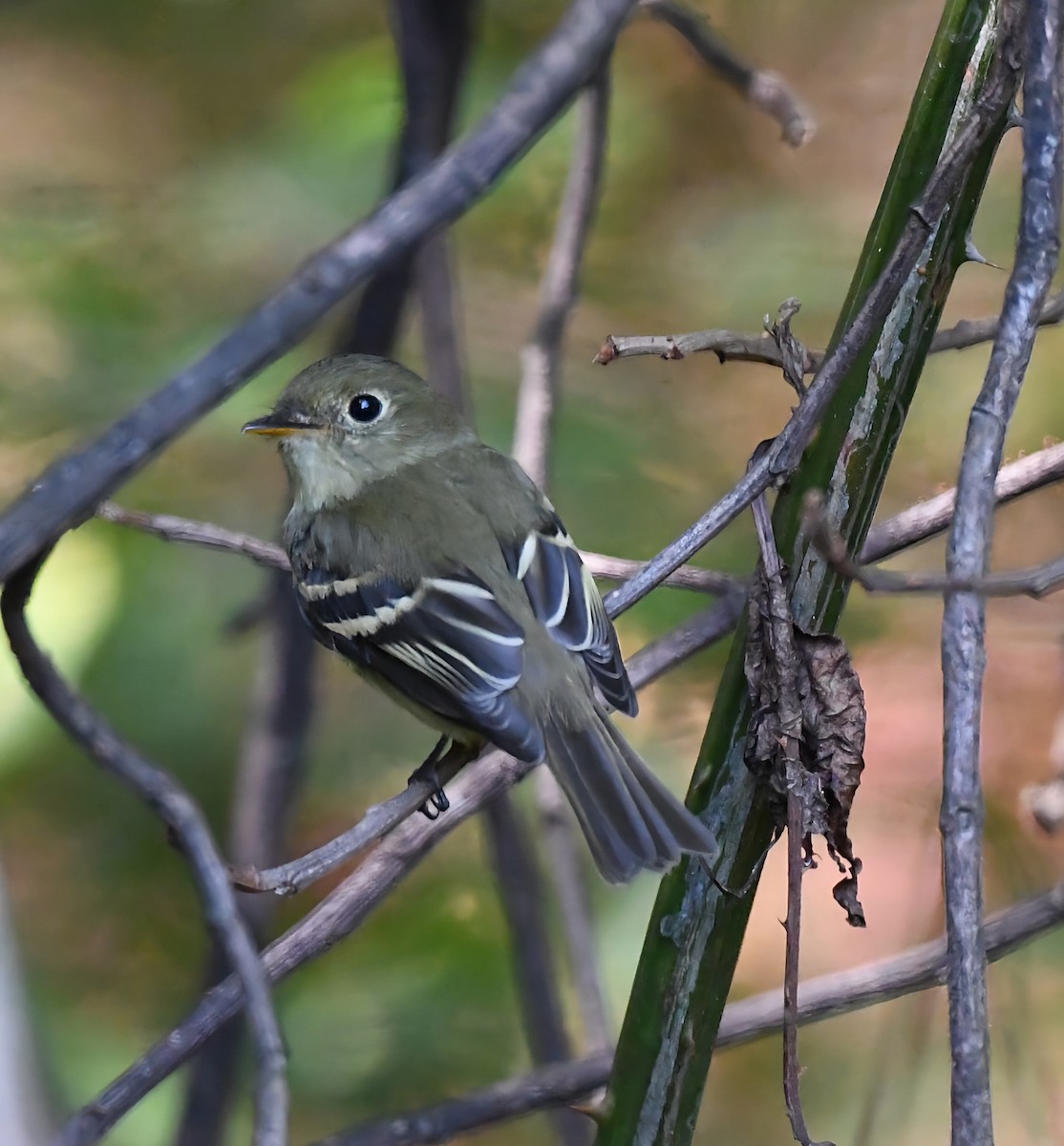 Yellow-bellied Flycatcher - ML642089345