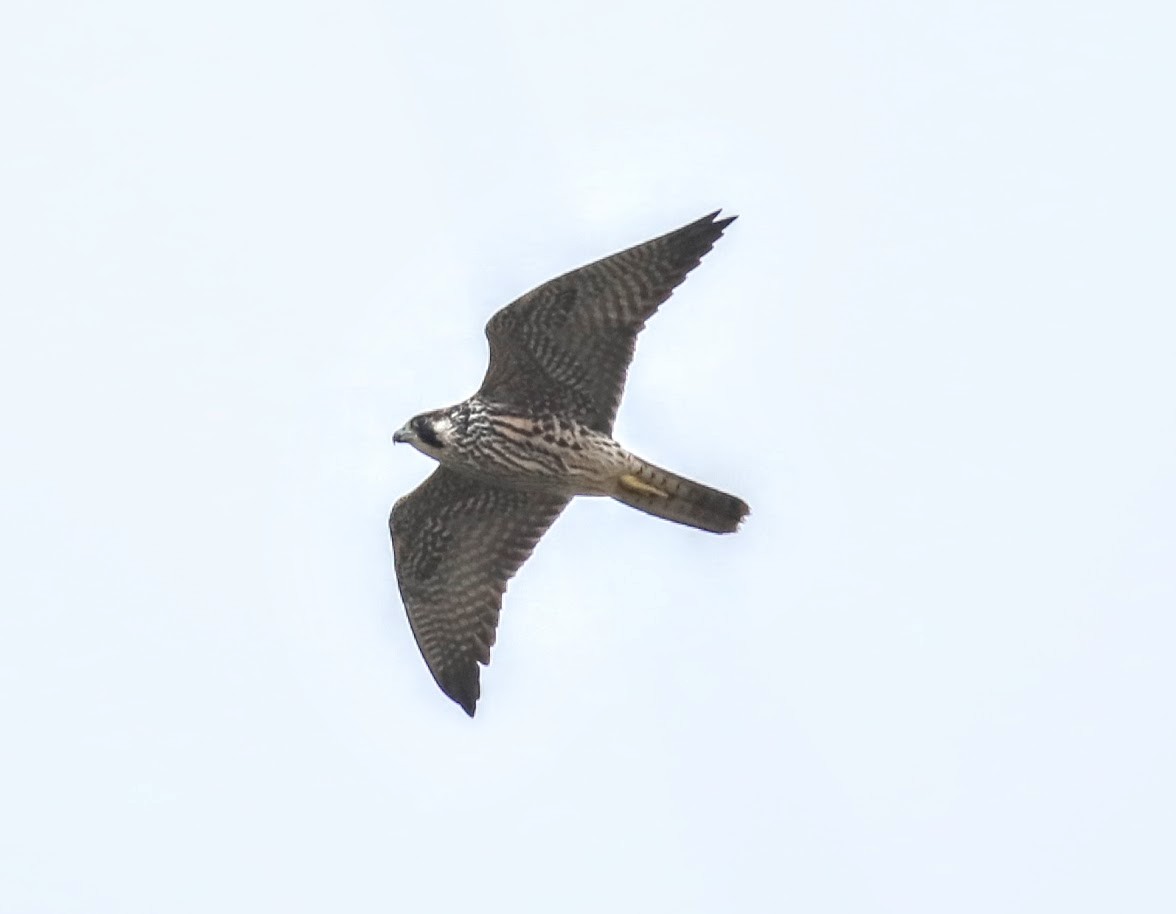 Peregrine Falcon - ML642089353