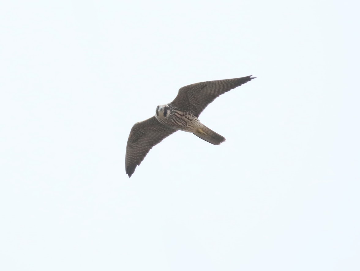 Peregrine Falcon - ML642089354