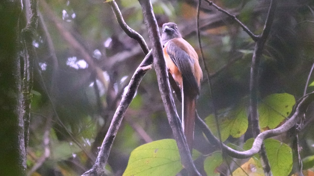 Malabar Trogon - ML642089357