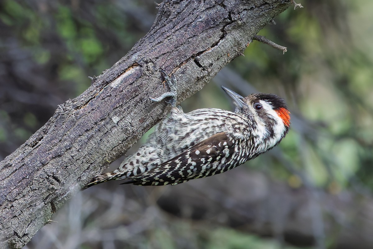 Striped Woodpecker - ML642089358