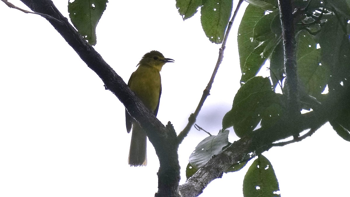 Yellow-browed Bulbul - ML642089369