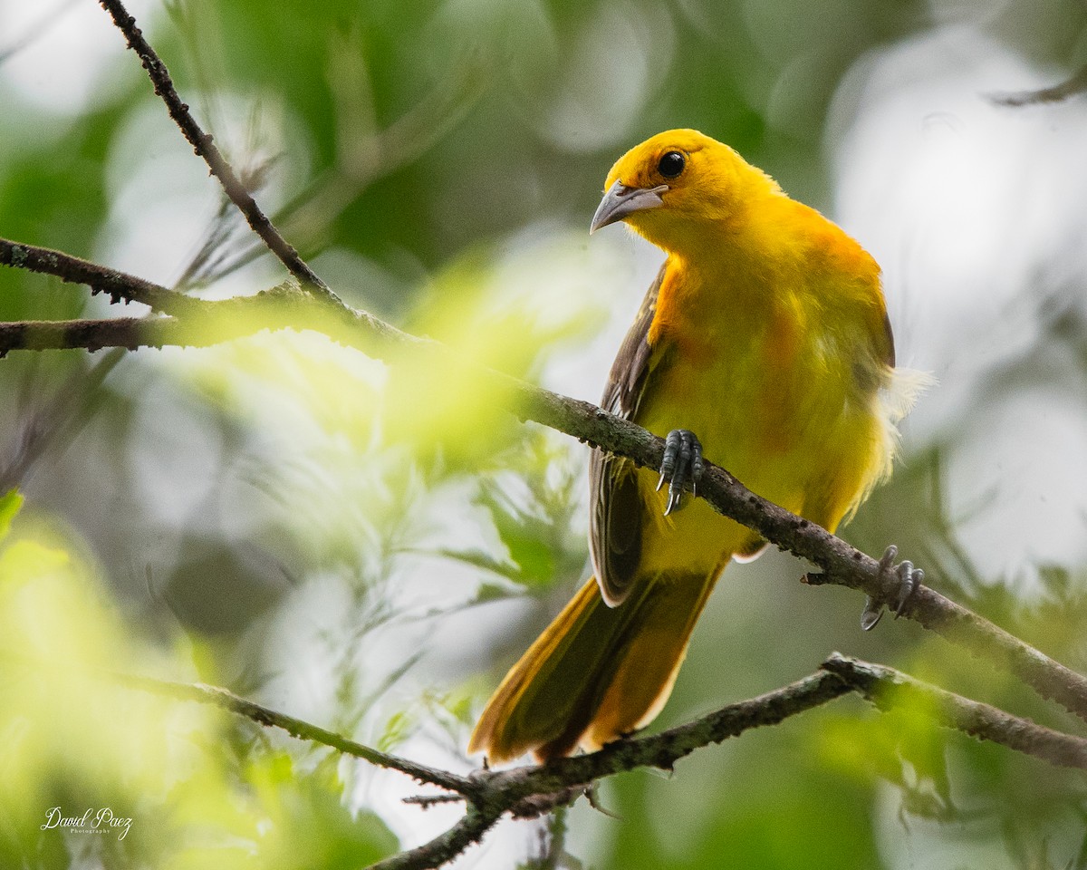 Spot-breasted Oriole - ML642089403