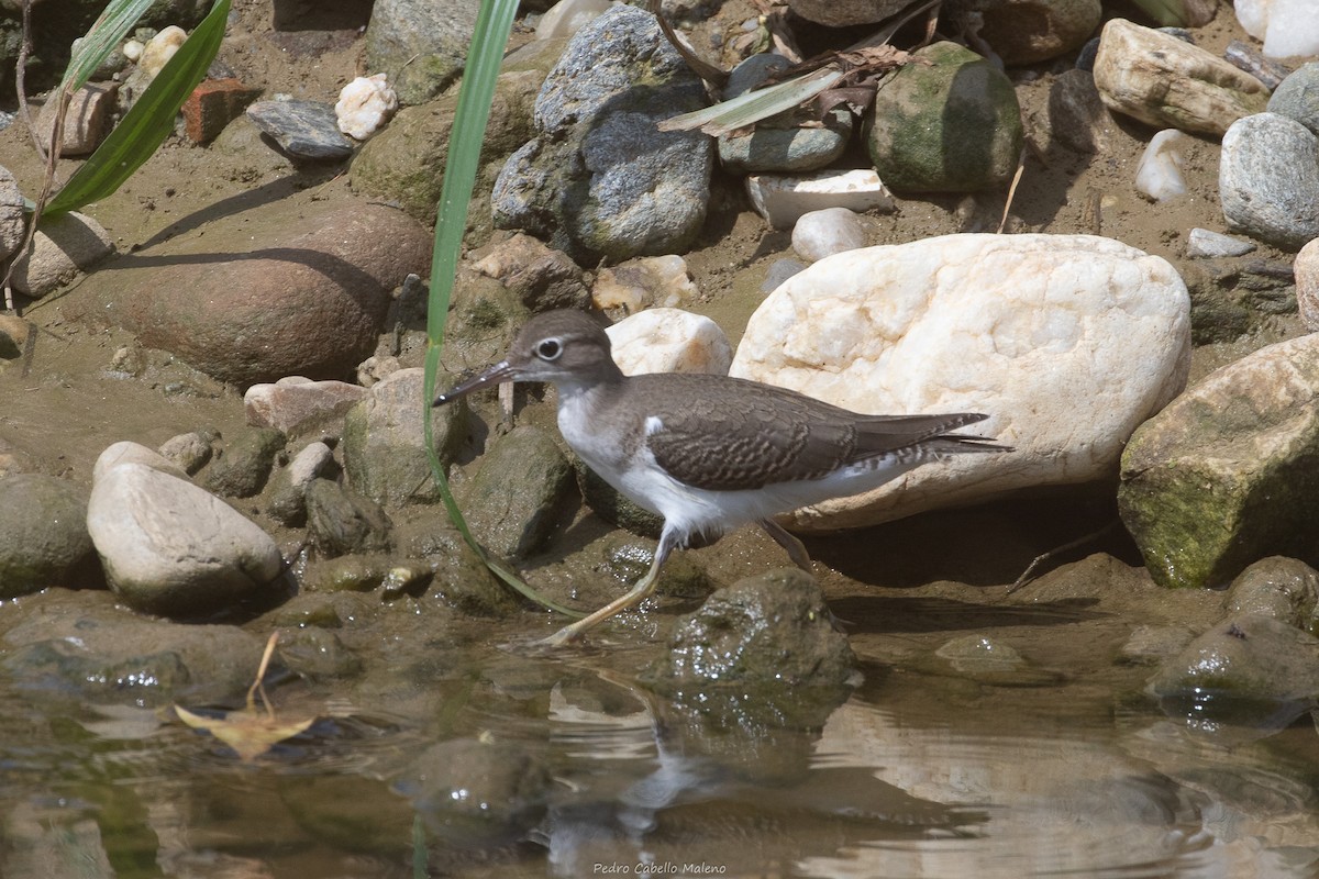 Spotted Sandpiper - ML642089409