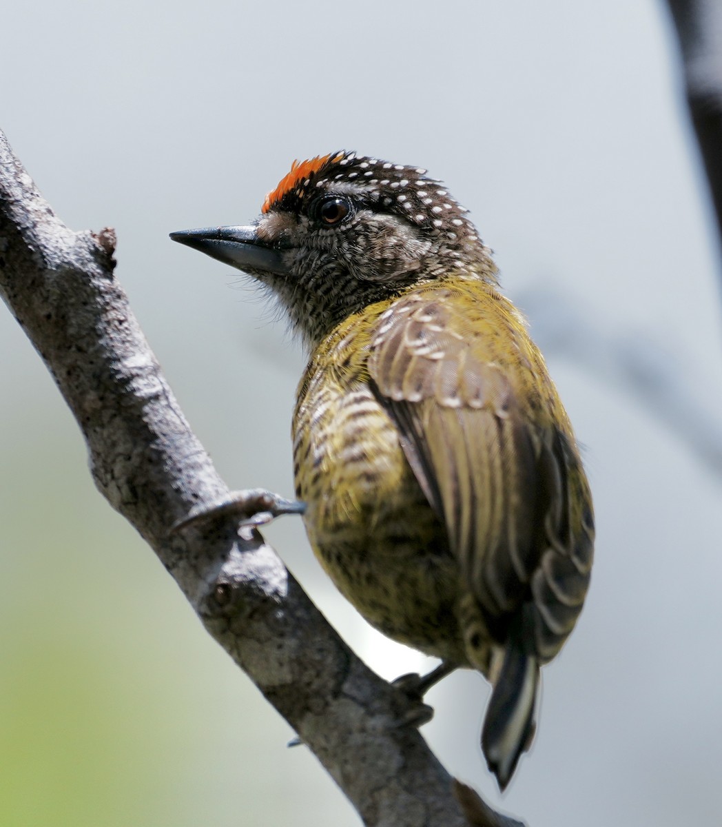 Golden-spangled Piculet (Bahia) - ML642089411
