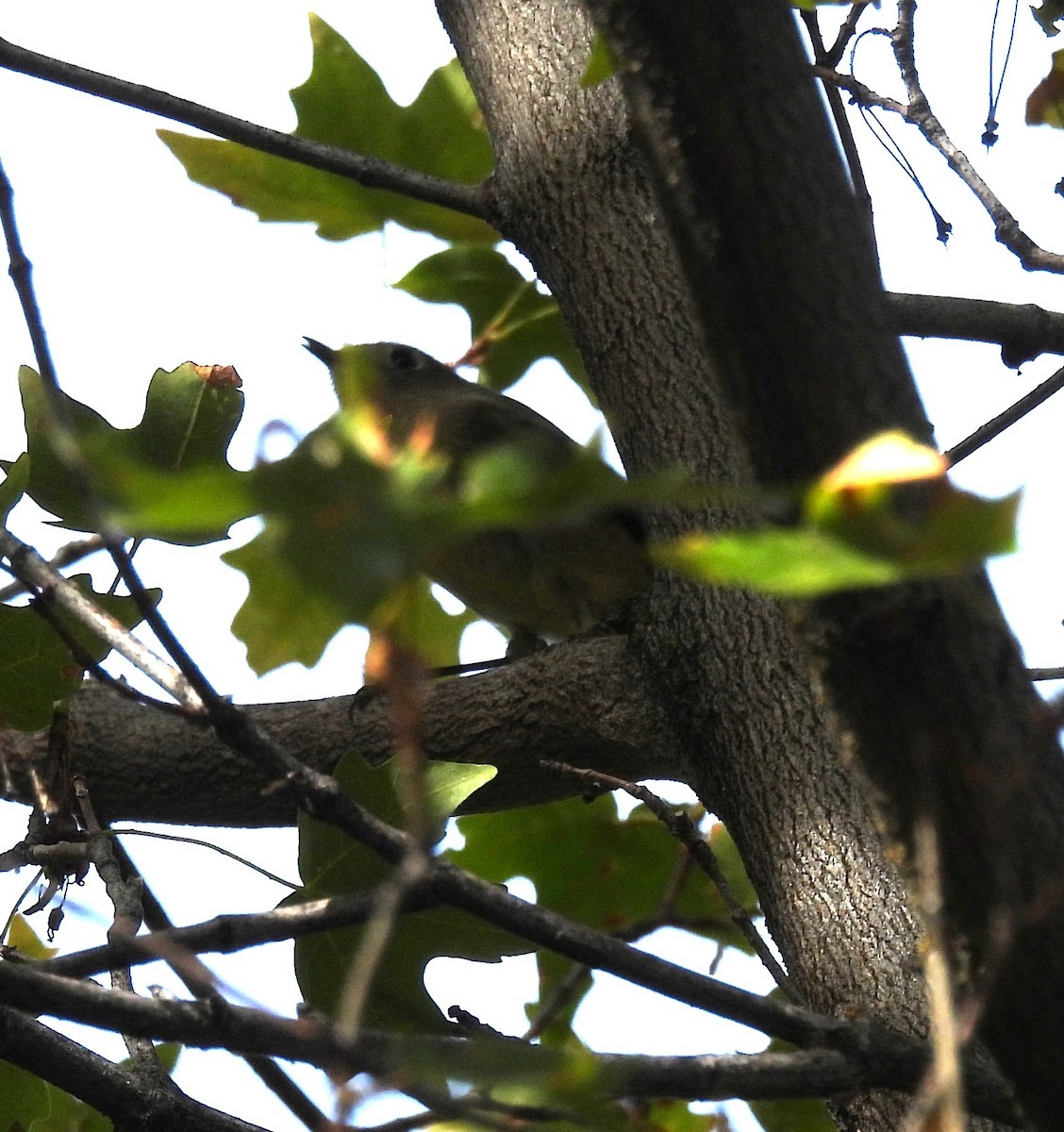 Ruby-crowned Kinglet - ML642089414