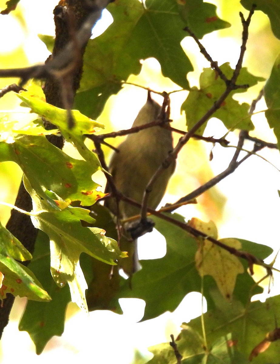 Ruby-crowned Kinglet - ML642089415