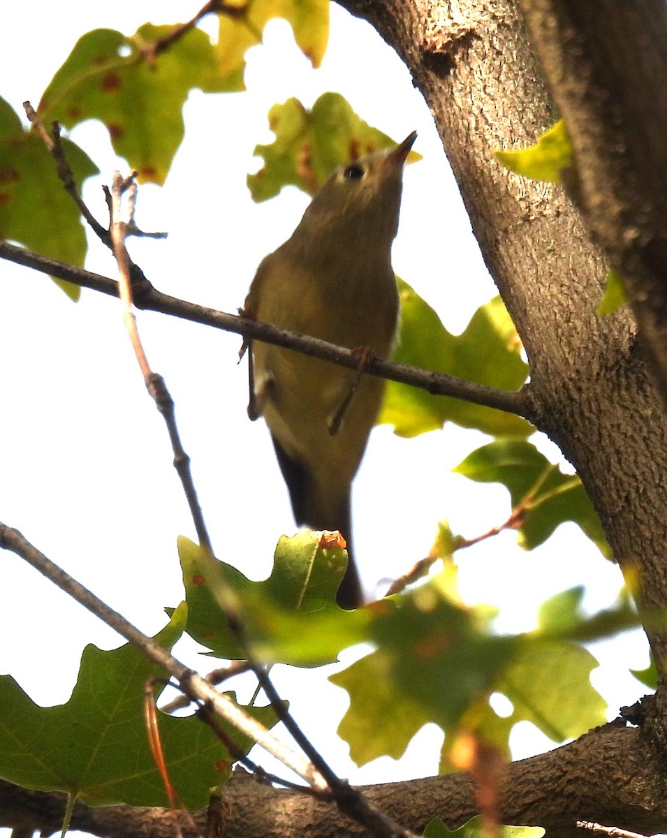 Ruby-crowned Kinglet - ML642089416