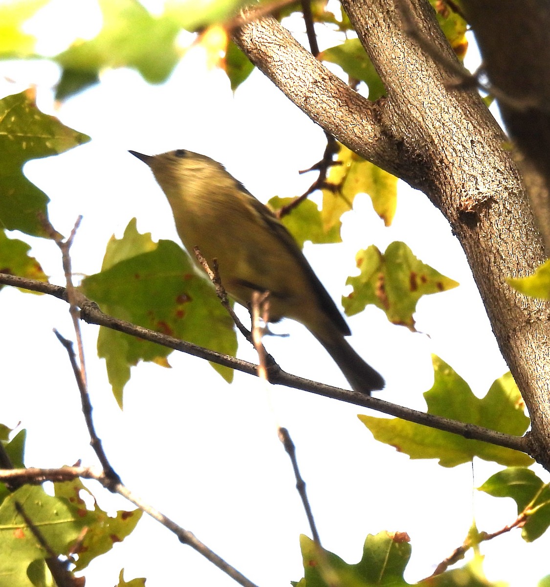 Ruby-crowned Kinglet - ML642089417