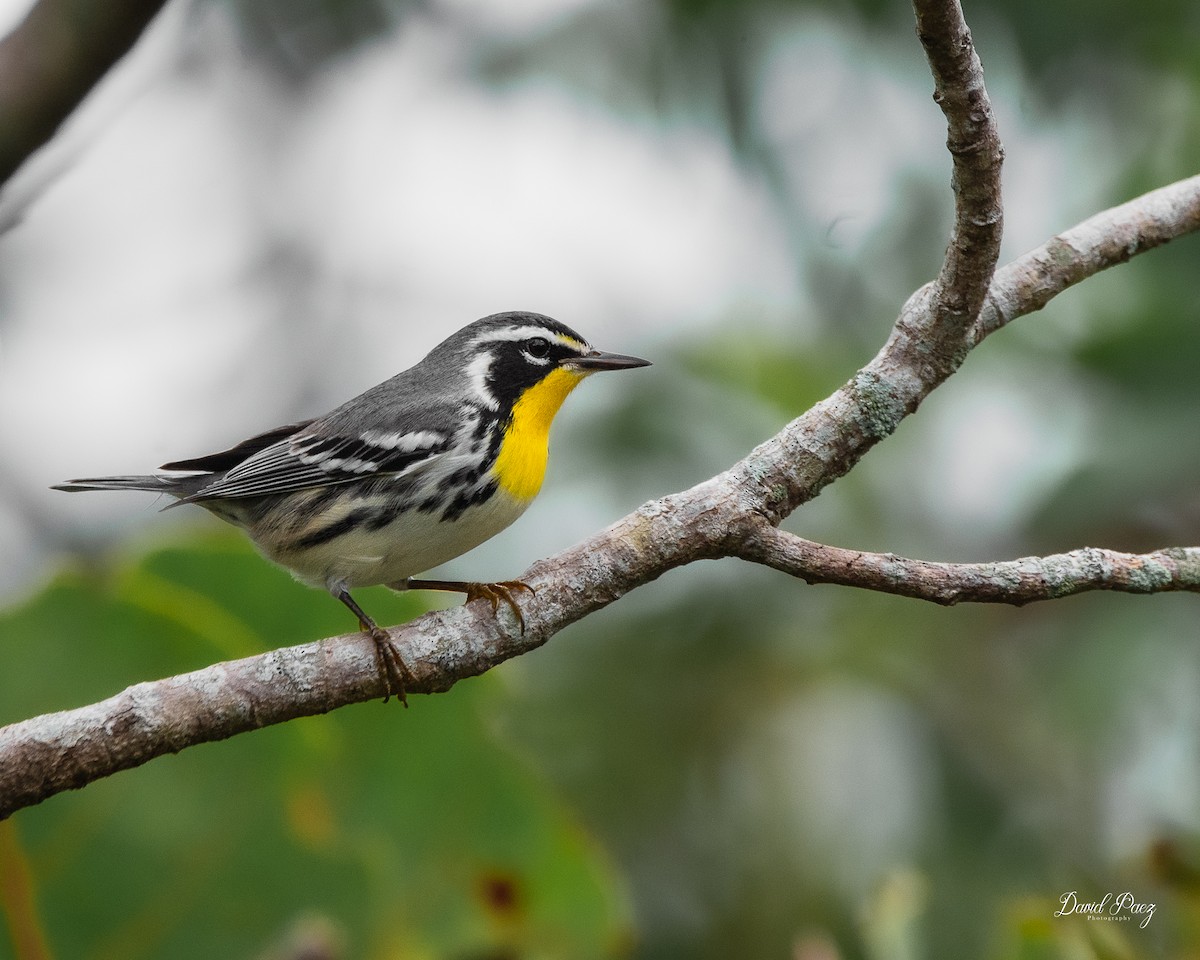 Yellow-throated Warbler - ML642089427