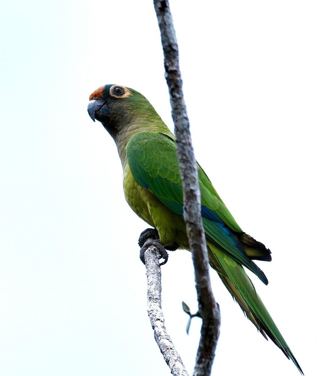 Peach-fronted Parakeet - ML642089433