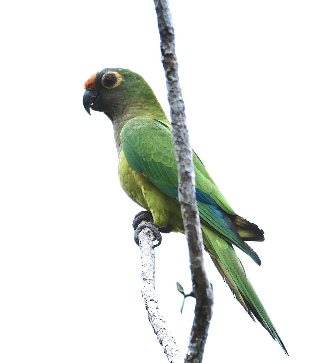 Peach-fronted Parakeet - ML642089434