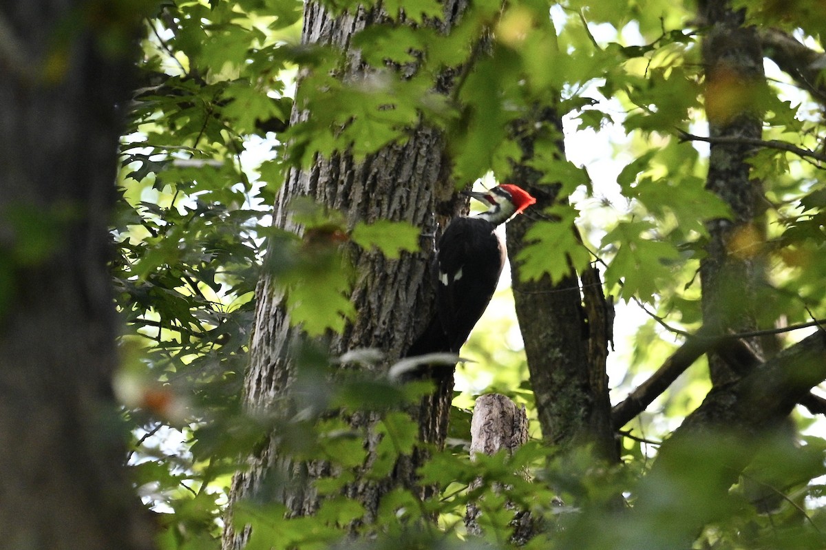 Pileated Woodpecker - ML642089435