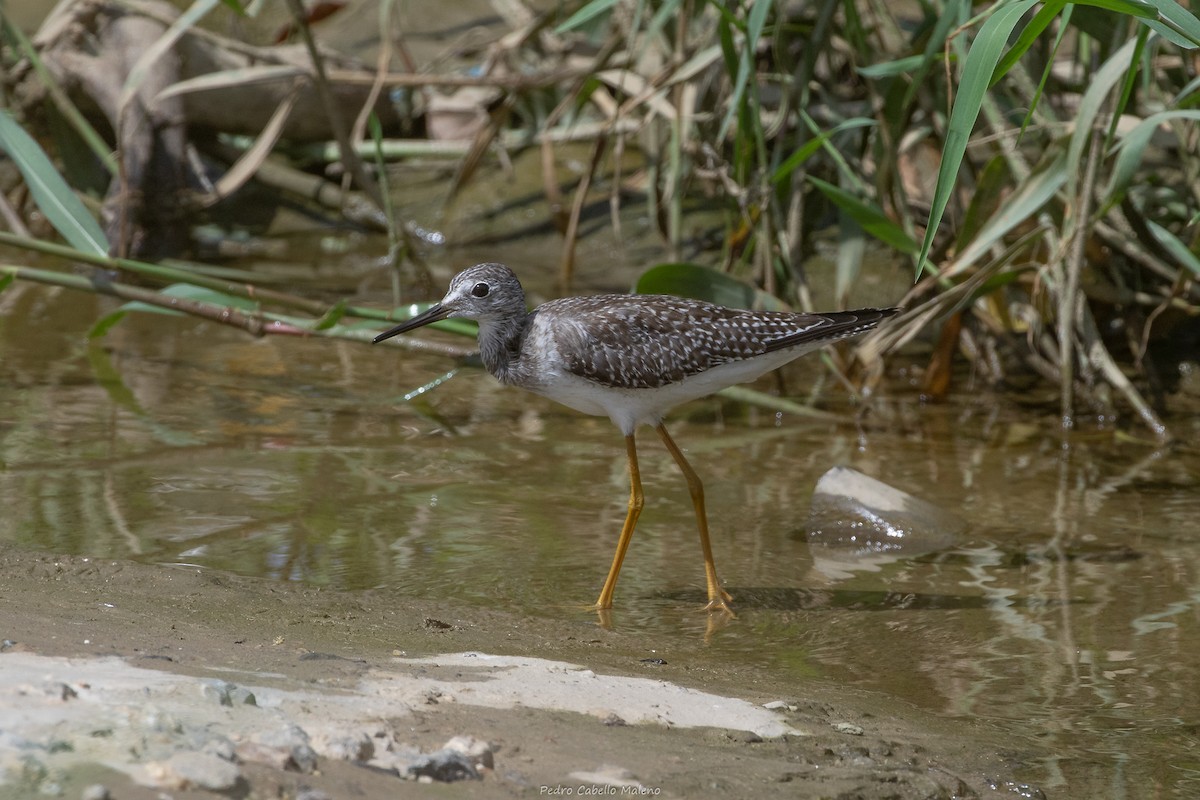 Lesser Yellowlegs - ML642089438
