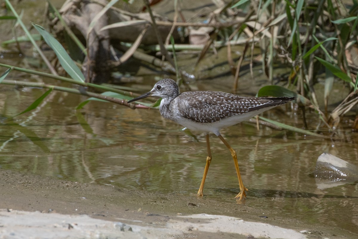 Lesser Yellowlegs - ML642089440