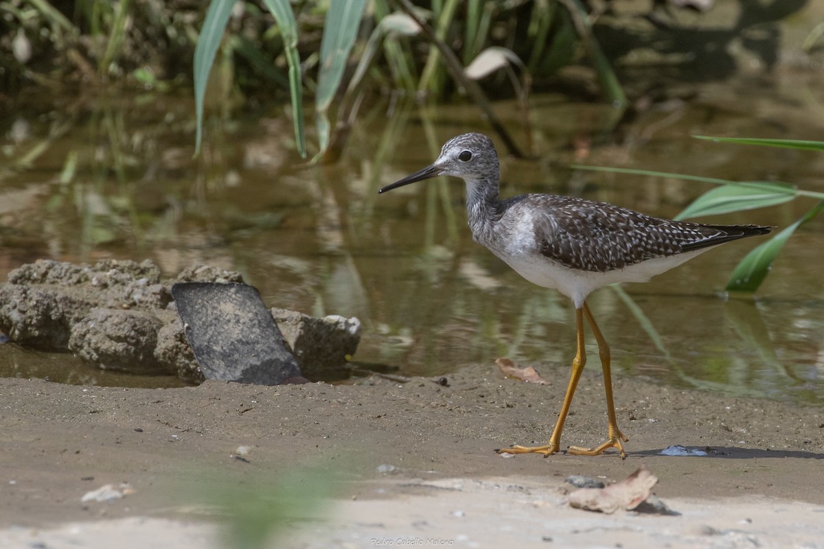 Lesser Yellowlegs - ML642089442