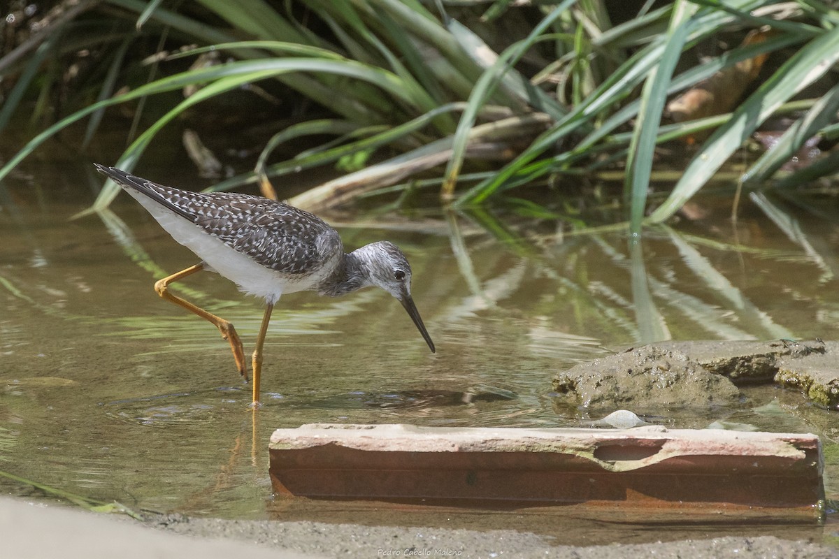 Lesser Yellowlegs - ML642089444