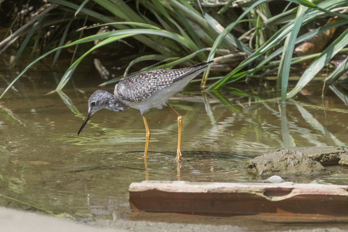 Lesser Yellowlegs - ML642089445