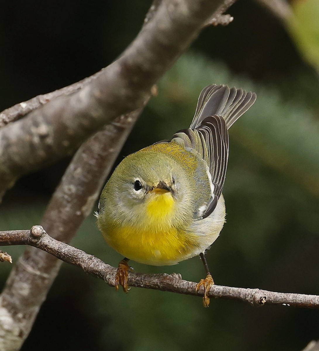 Northern Parula - ML642089467
