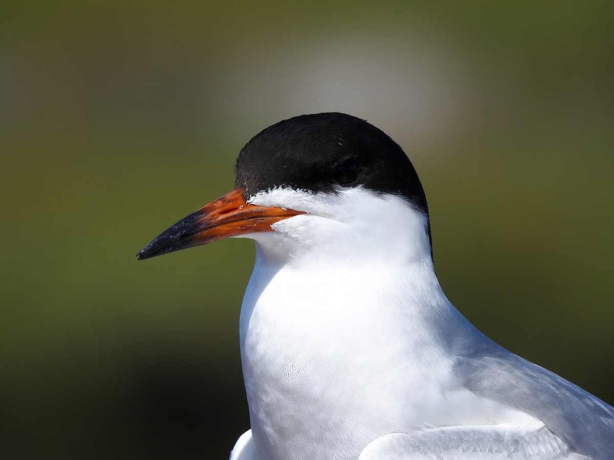 Forster's Tern - ML642089468