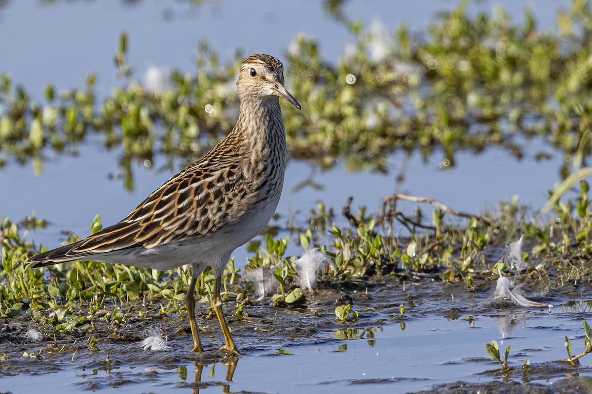 アメリカウズラシギ - ML642089474