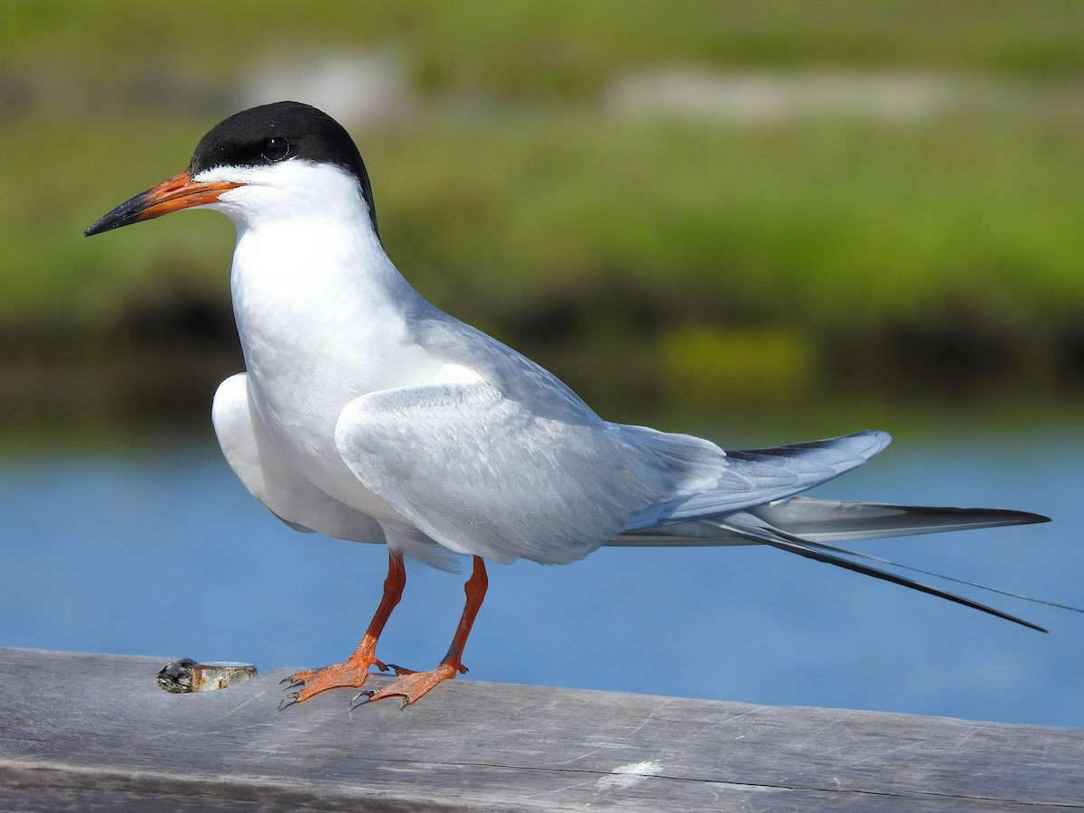 Forster's Tern - ML642089475