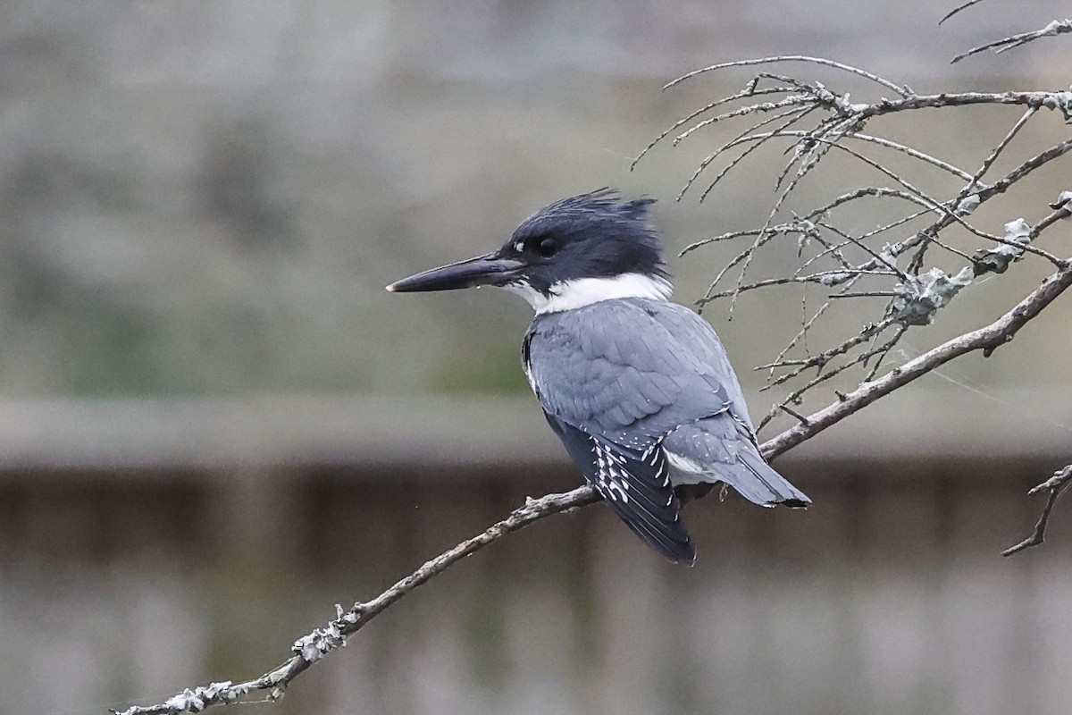 Belted Kingfisher - ML642089478