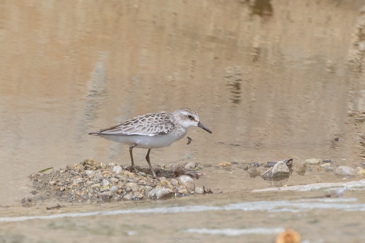 Semipalmated Sandpiper - ML642089484