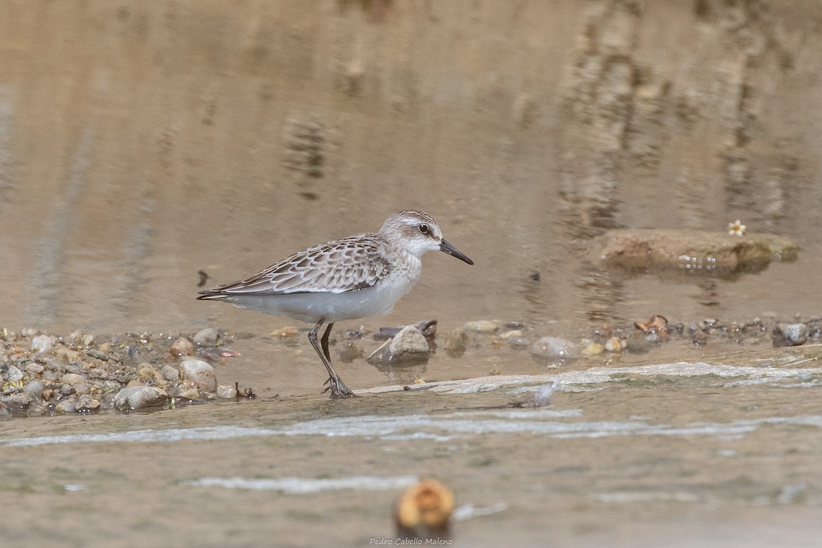 Semipalmated Sandpiper - ML642089485