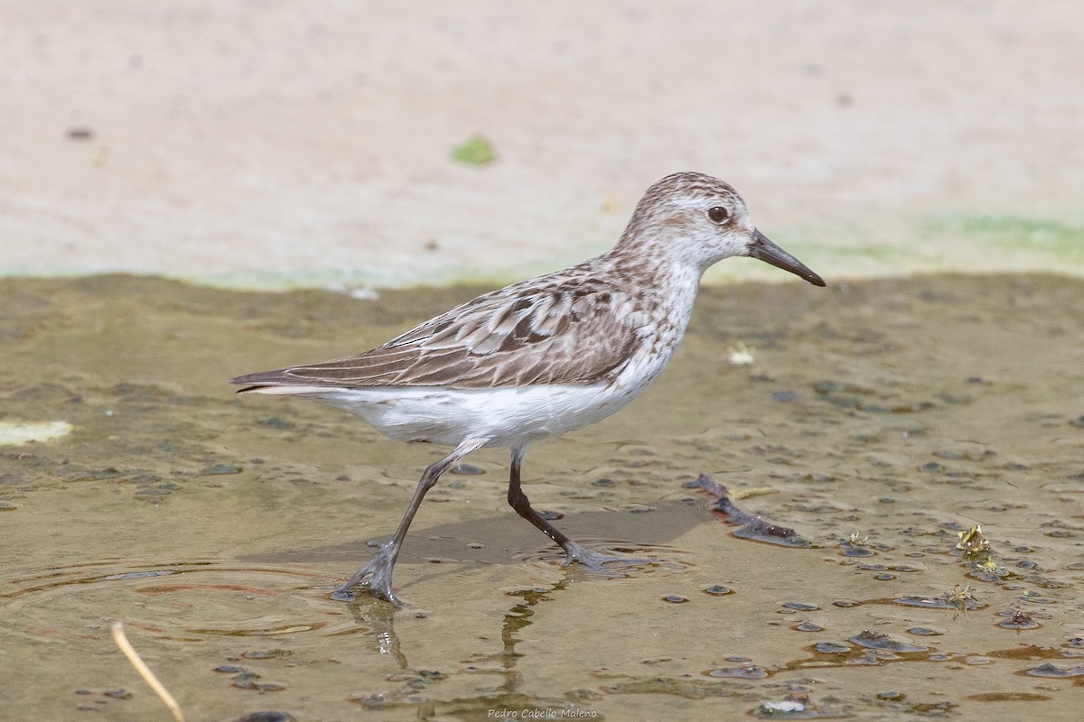 Semipalmated Sandpiper - ML642089486