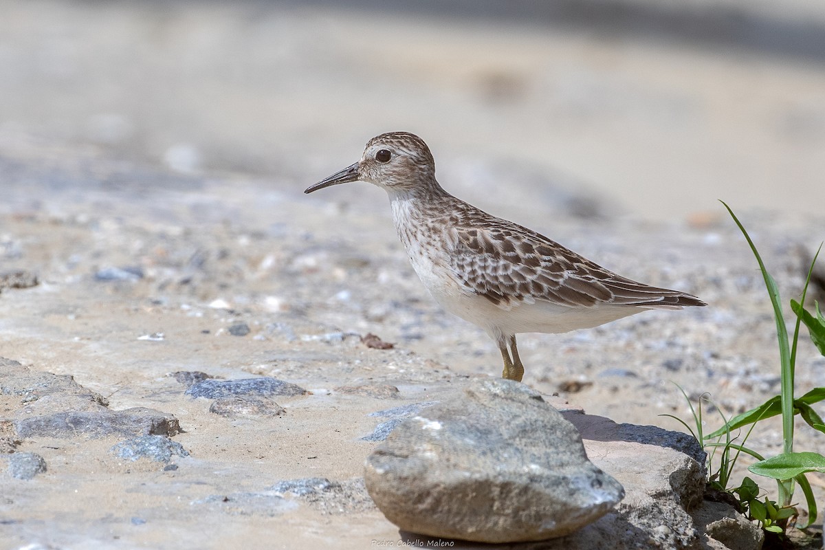 Semipalmated Sandpiper - ML642089487