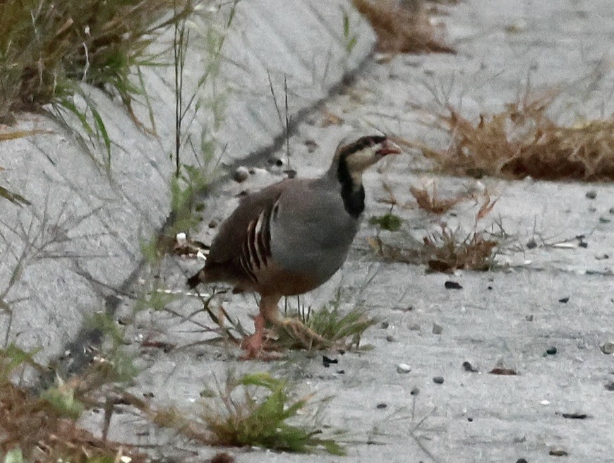 Chukar - ML642089492
