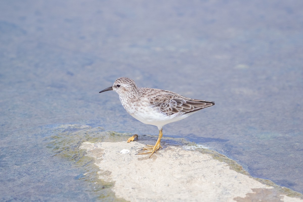 Least Sandpiper - ML642089497
