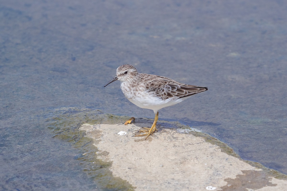 Least Sandpiper - ML642089498