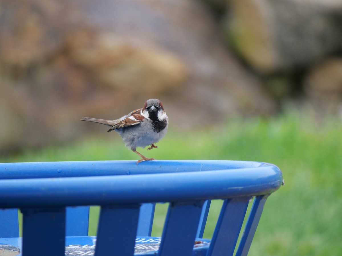 House Sparrow - ML642089499