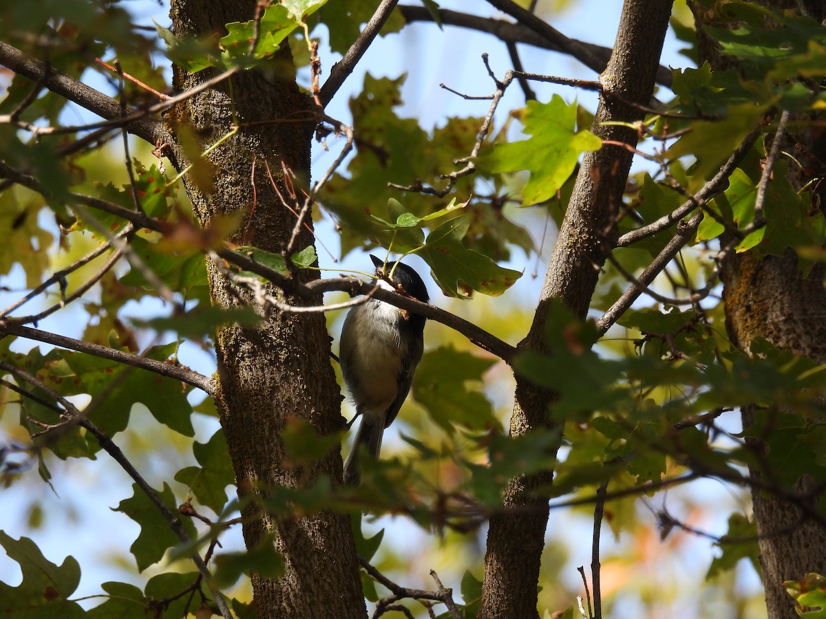 Black-capped Chickadee - ML642089506