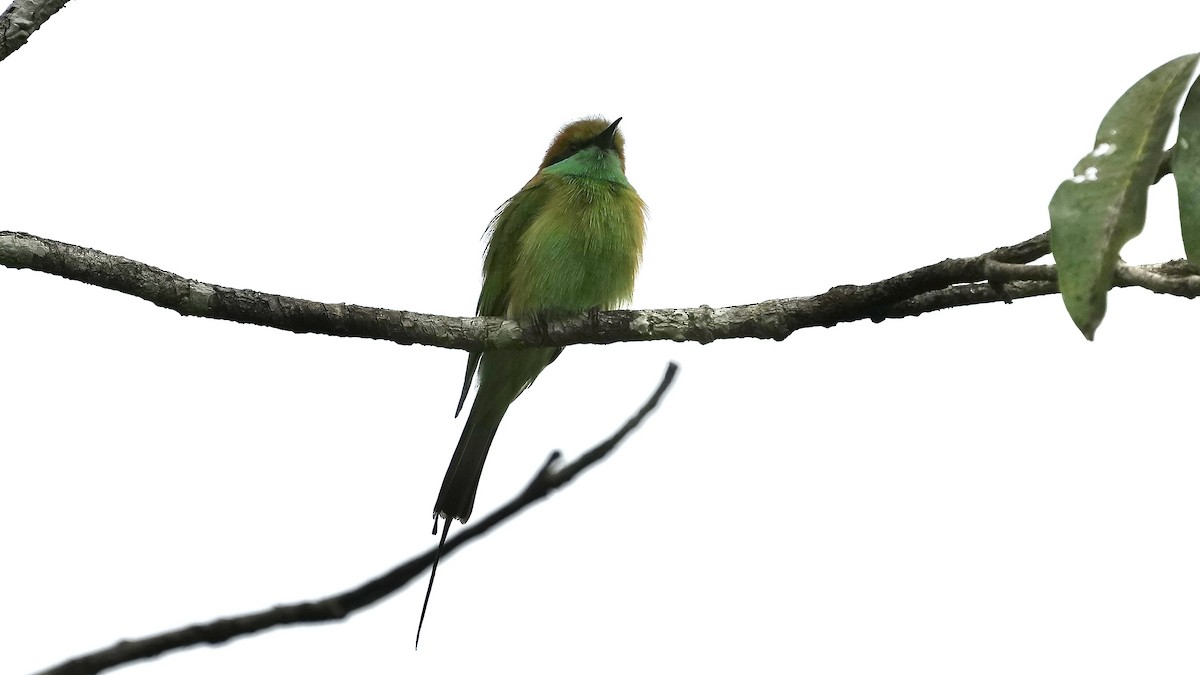 Asian Green Bee-eater - ML642089515