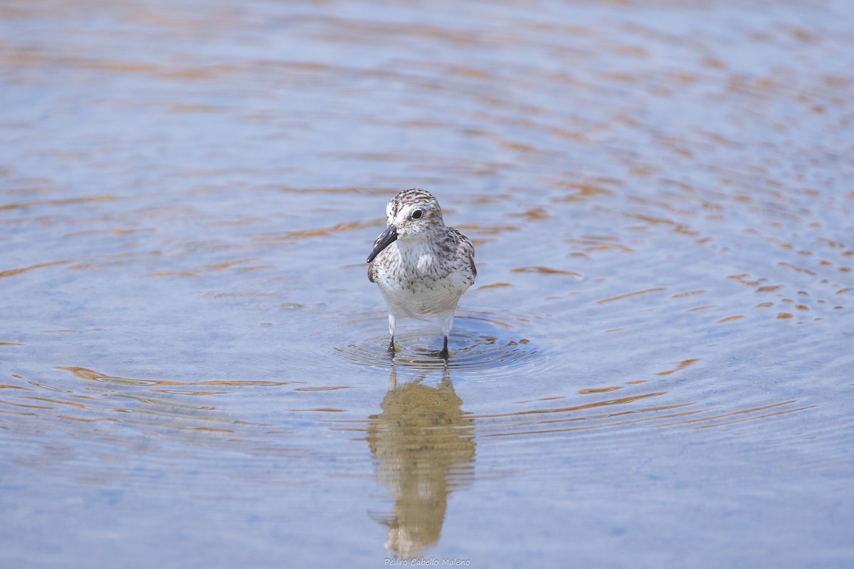 Semipalmated Sandpiper - ML642089517