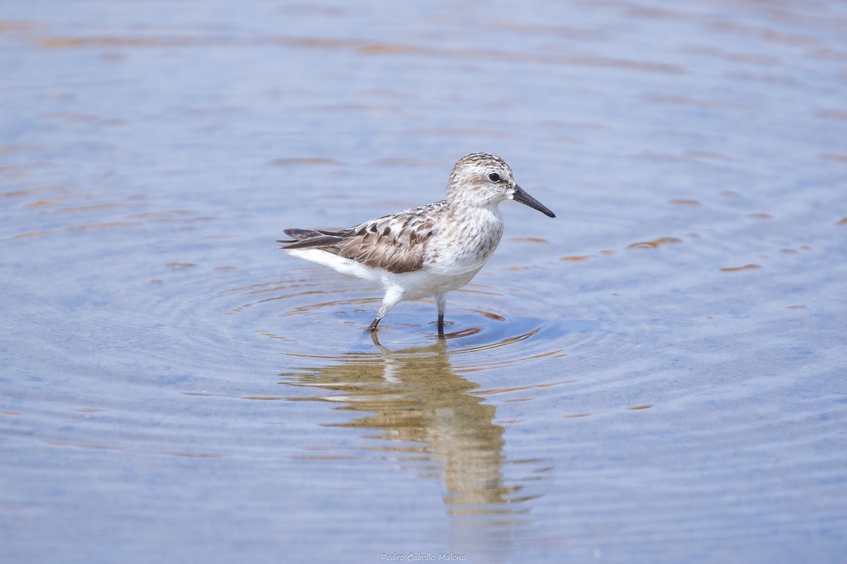 Semipalmated Sandpiper - ML642089518