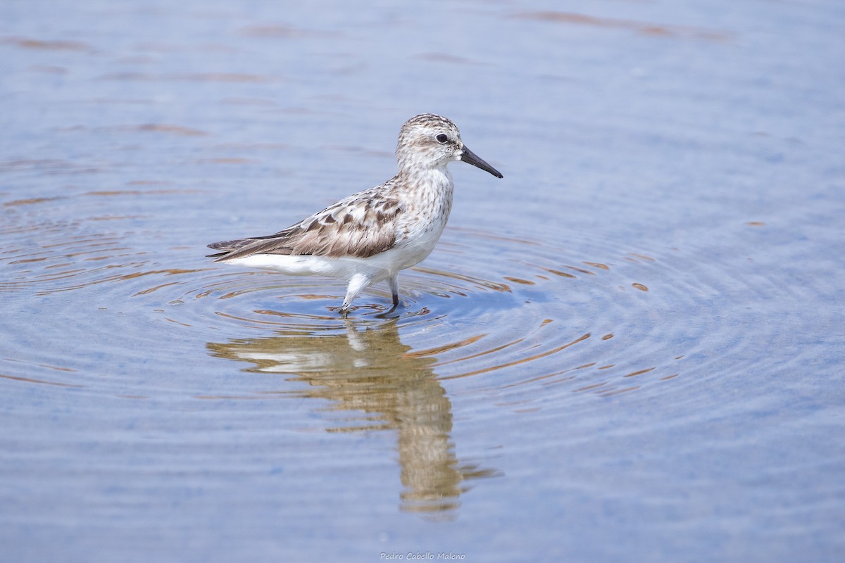 Semipalmated Sandpiper - ML642089519