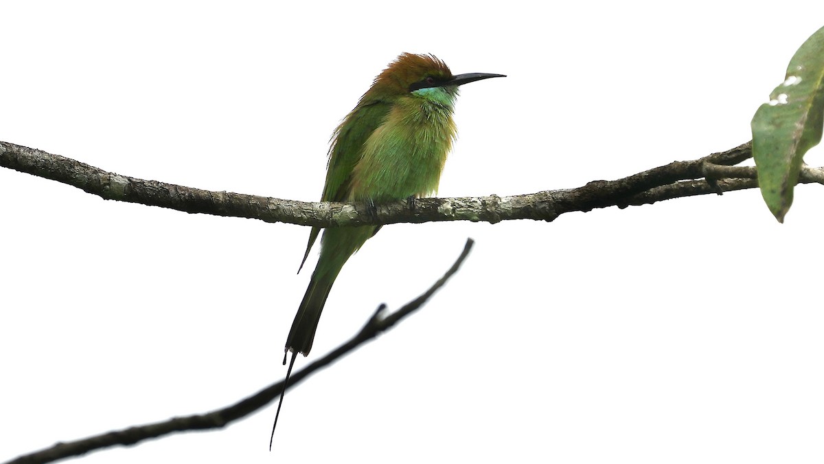 Asian Green Bee-eater - ML642089526