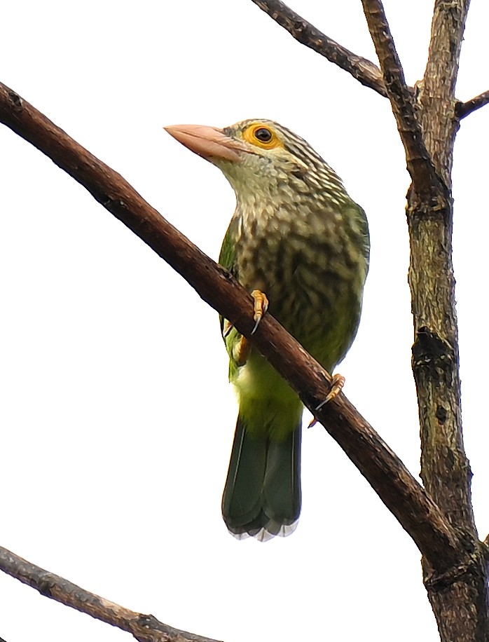 Lineated Barbet - ML642089528