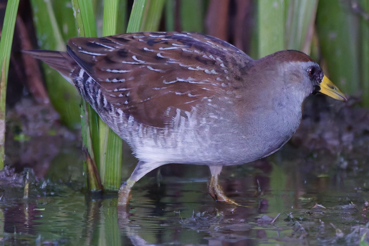 Sora - ML642089531
