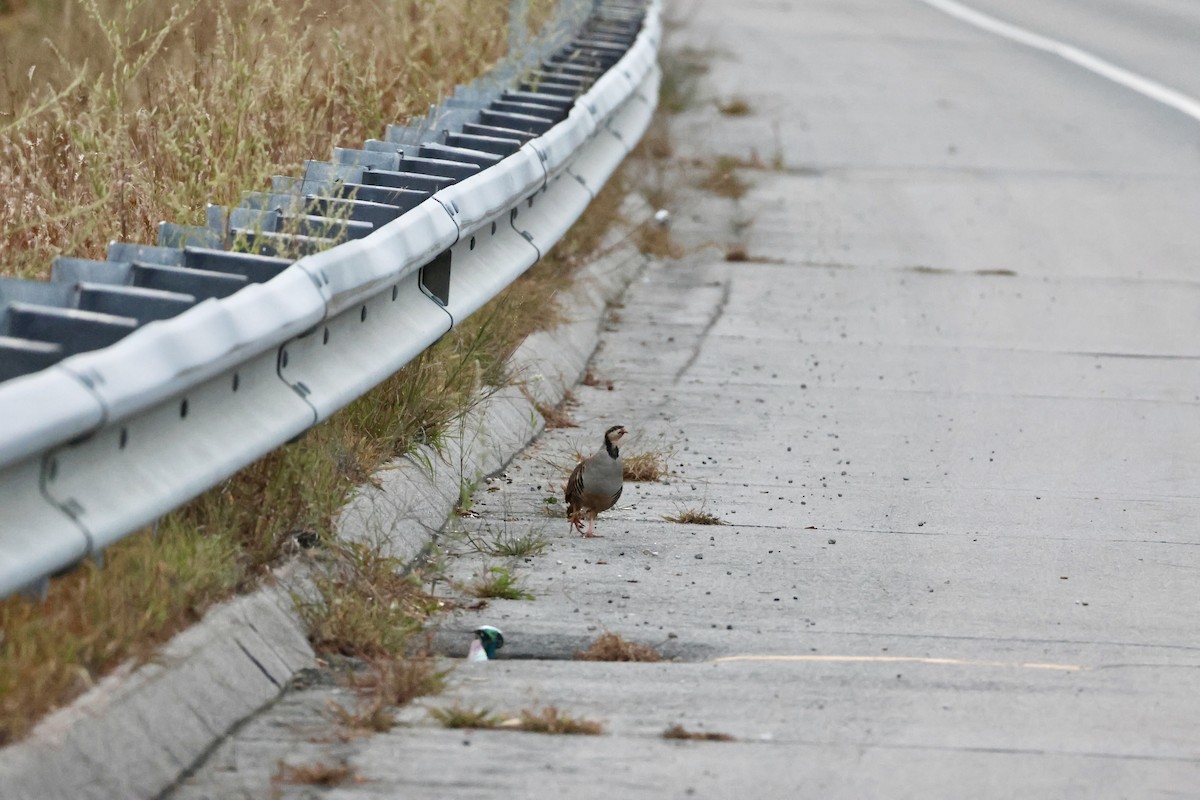 Chukar - ML642089534