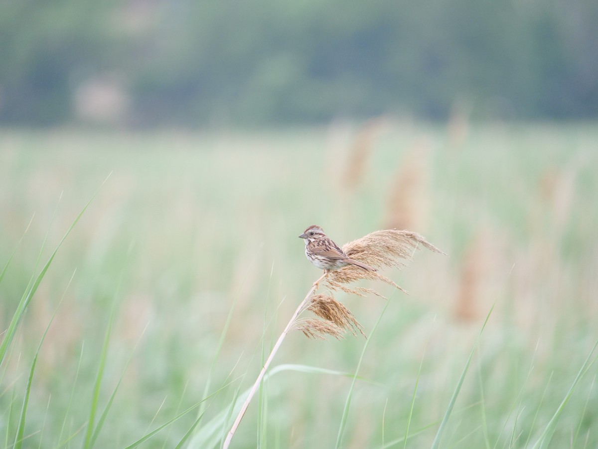 Song Sparrow - ML642089535