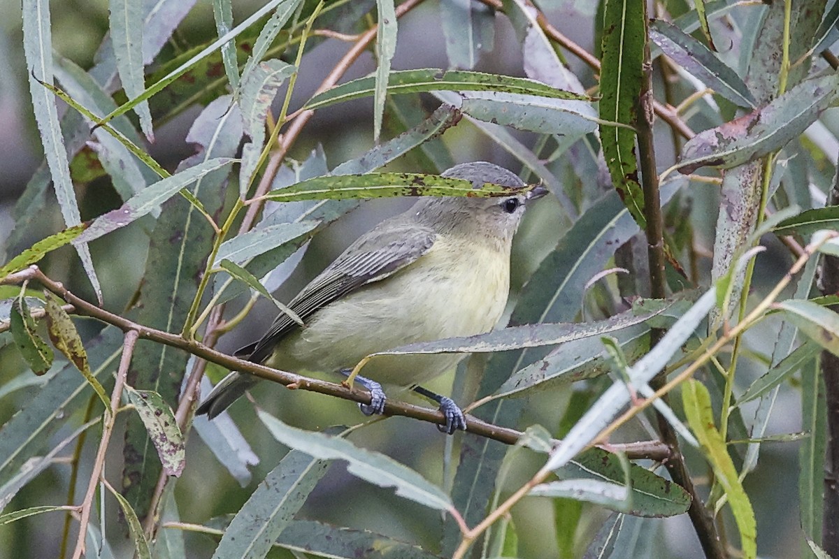 Philadelphia Vireo - ML642089541