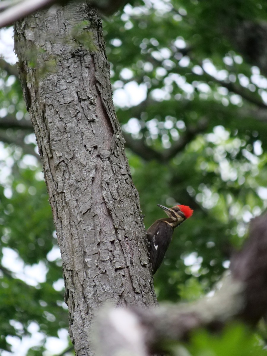Pileated Woodpecker - ML642089550