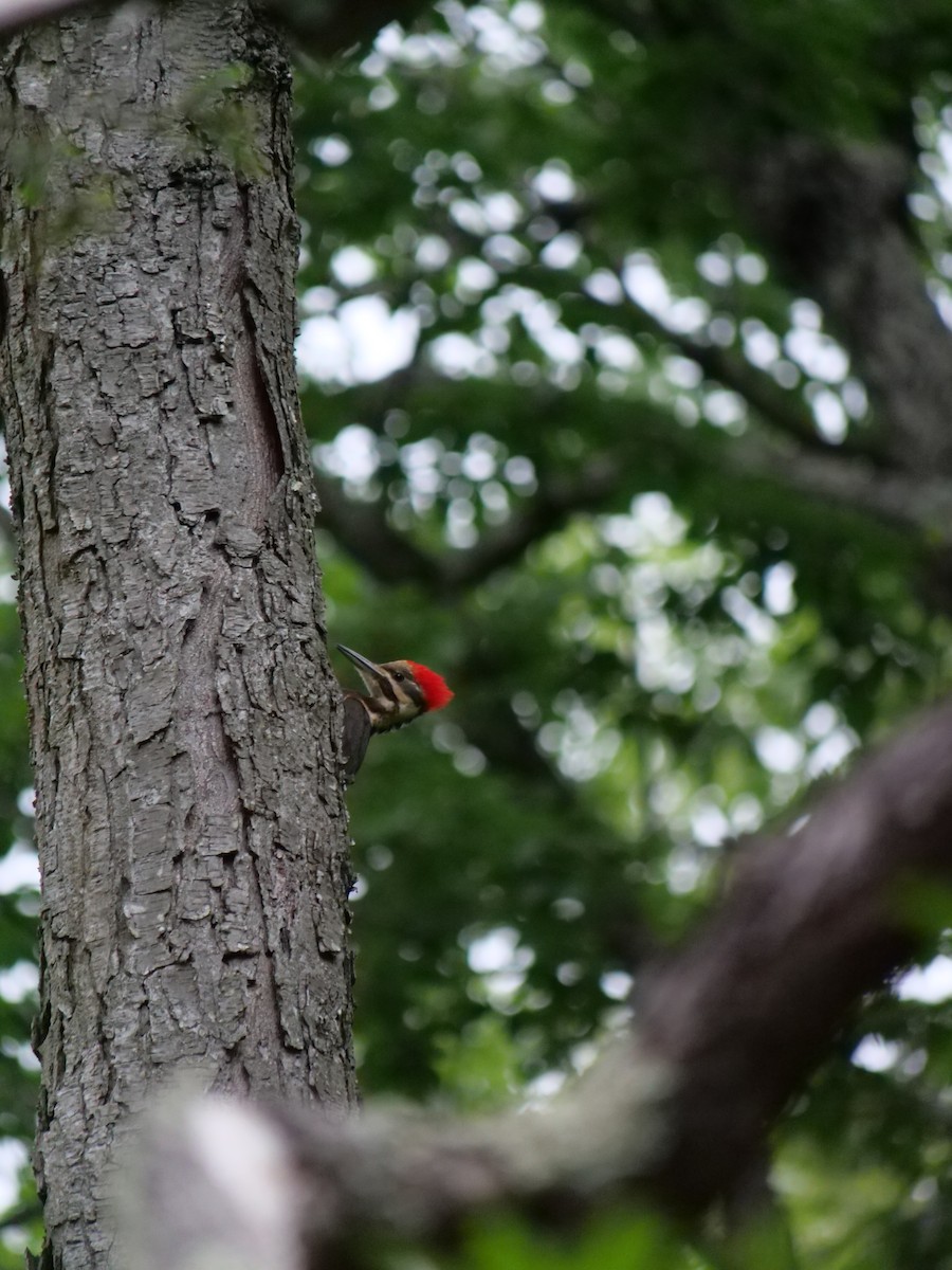 Pileated Woodpecker - ML642089551
