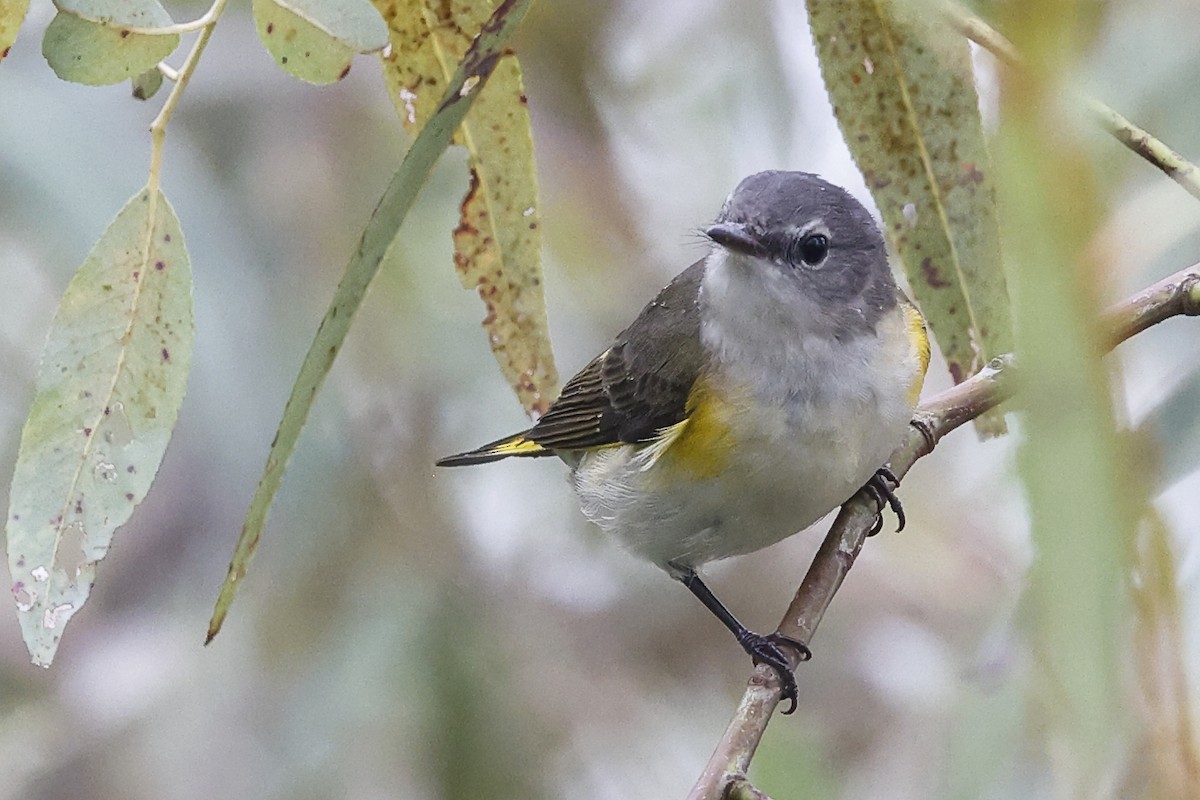 American Redstart - ML642089556