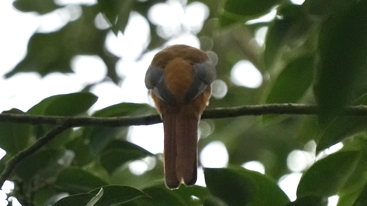 Malabar Trogon - ML642089557